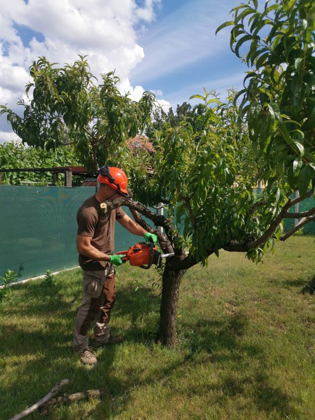 Védőfelszerelést viselő szakember láncfűrésszel metszik egy gyümölcsfát. A munkás sisakot és kesztyűt visel, körülötte gondozott kert, háttérben zöld kerítés.