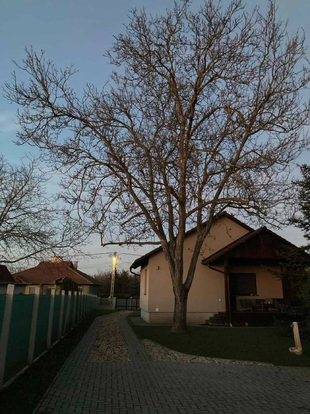 Túlnőtt platánfa gallyazás előtt a belvárosban - szakszerű beavatkozást igénylő fa