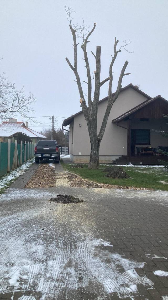 Formázott platánfa gallyazás után - szakszerű koronaalakítás eredménye